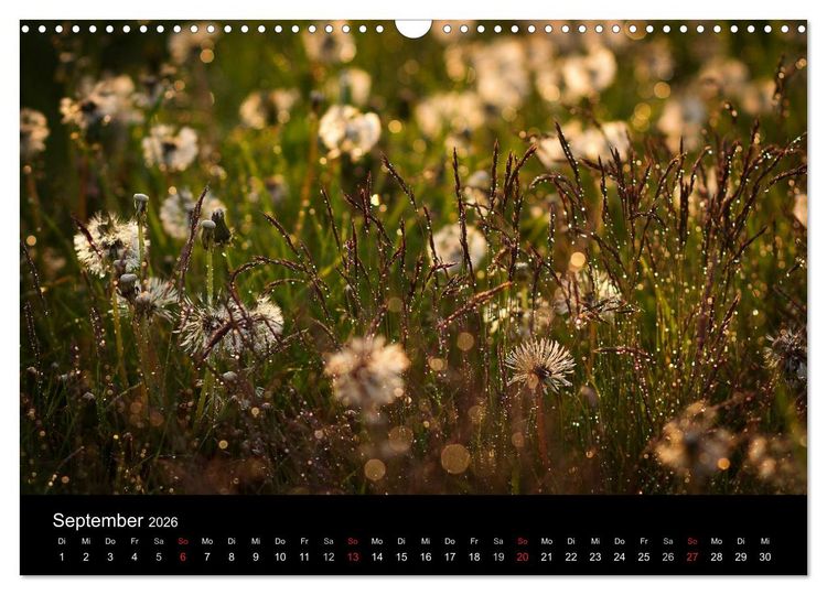 Produktbild: Bl&uuml;tenzauber 2026 (Wandkalender 2026 DIN A3 quer), CALVENDO Monatskalender