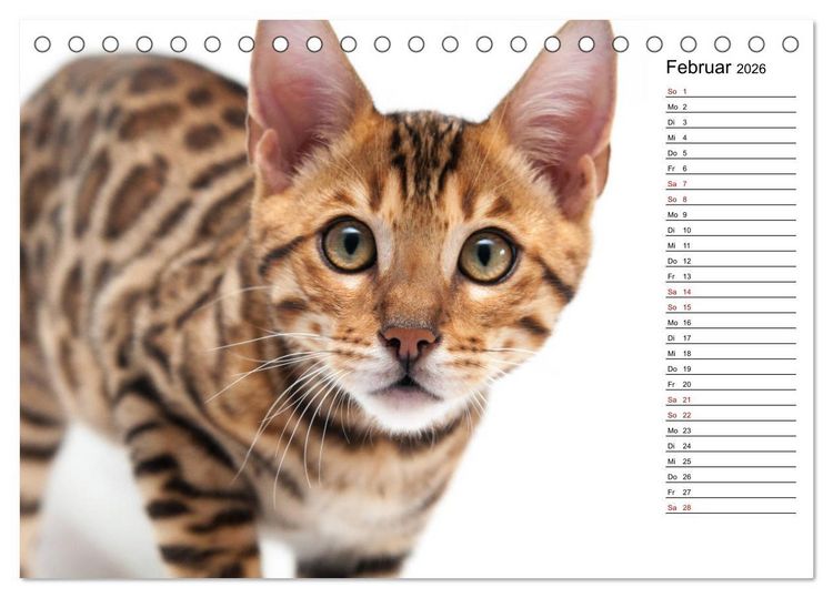 Produktbild: Bengal K&auml;tzchen - Der Geburtstagskalender (Tischkalender 2026 DIN A5 quer), CALVENDO Monatskalender