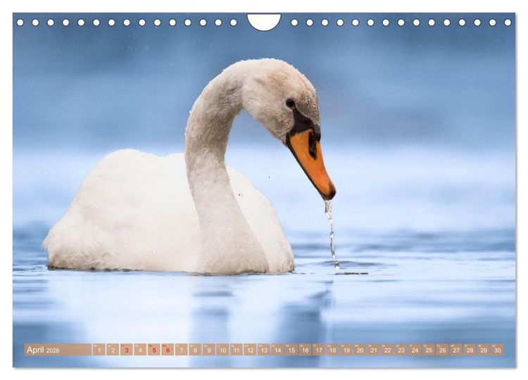 Produktbild: Faszination Ph&ouml;nixsee (Wandkalender 2026 DIN A4 quer), CALVENDO Monatskalender