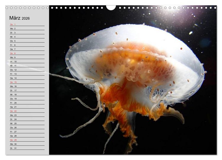 Produktbild: Quallen. Die Welt der Medusen (Wandkalender 2026 DIN A3 quer), CALVENDO Monatskalender