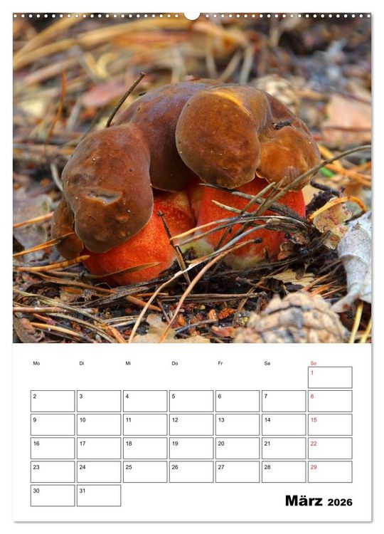 Produktbild: Heimische Waldpilze (Wandkalender 2026 DIN A2 hoch), CALVENDO Monatskalender