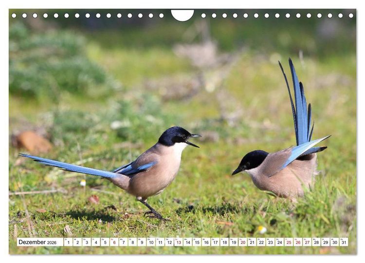 Produktbild: V&ouml;gel in der Extremadura (Wandkalender 2026 DIN A4 quer), CALVENDO Monatskalender