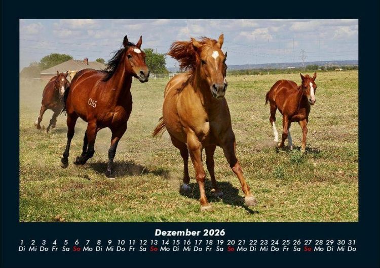 Produktbild: Pferdetraum 2026 Fotokalender DIN A4