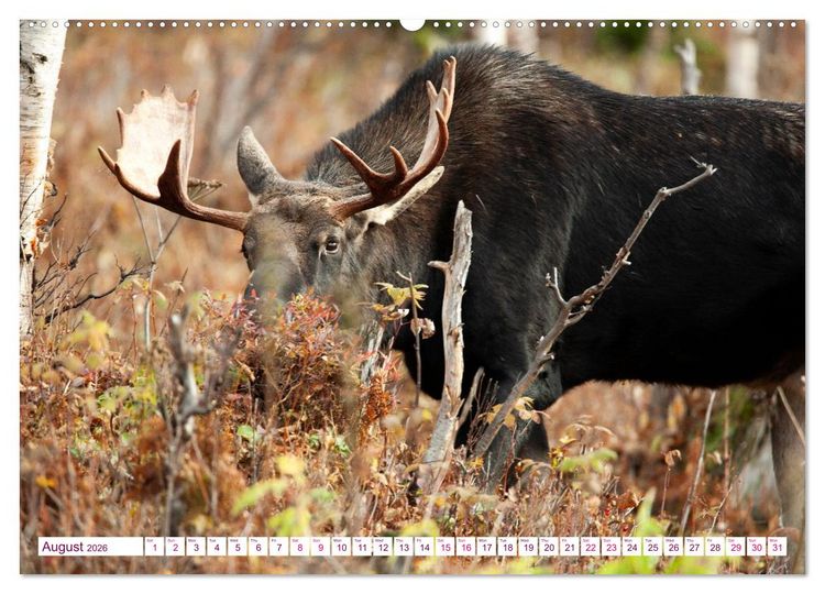 Produktbild: THE NORTHERN WOODLANDS MOOSE (High Quality Premium Wall Calendar 2026 DIN A2 landscape),CALVENDO 12 Month Wall Calendar