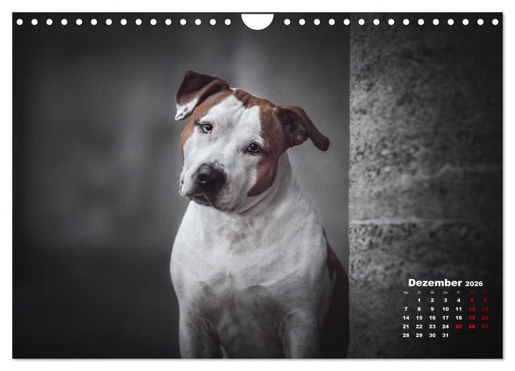 Produktbild: Listenhunde - mehr als nur eine Kategorie (Wandkalender 2026 DIN A4 quer), CALVENDO Monatskalender