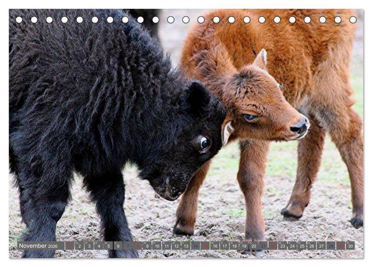 Produktbild: Der Yak (Tischkalender 2026 DIN A5 quer), CALVENDO Monatskalender