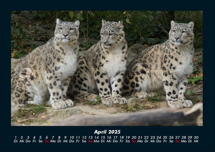 Produktbild: Tiere in der Wildnis 2025 Fotokalender DIN A4