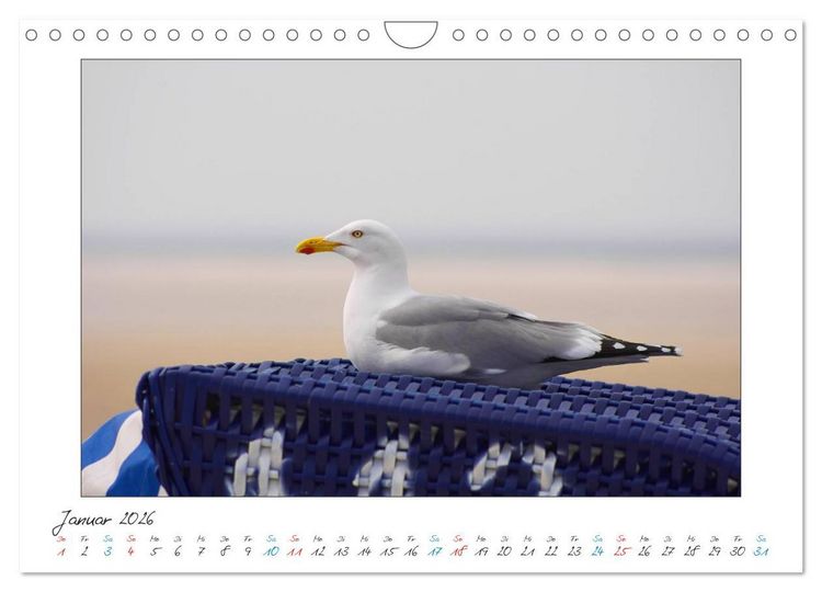 Produktbild: Amrum - Farben einer Insel (Wandkalender 2026 DIN A4 quer), CALVENDO Monatskalender