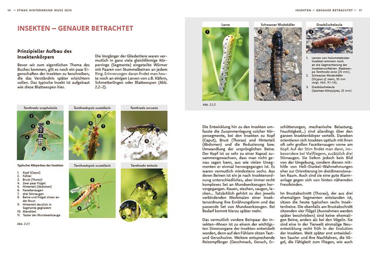 Produktbild: Wildbienen haben es auch nicht leicht