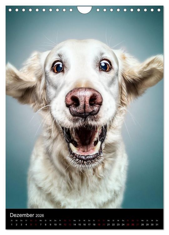 Produktbild: Funny Faces - Lustige Hundebilder (Wandkalender 2026 DIN A4 hoch), CALVENDO Monatskalender