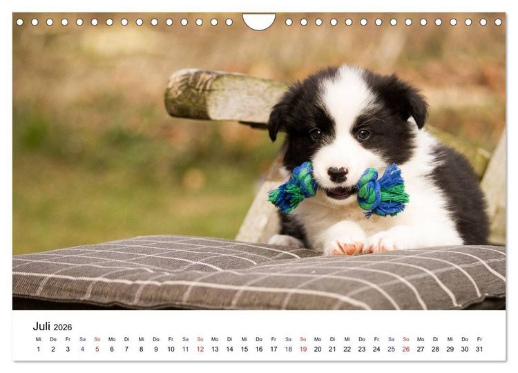 Produktbild: Pfotastische Border Collie Welpen (Wandkalender 2026 DIN A4 quer), CALVENDO Monatskalender