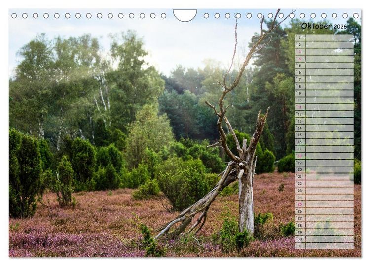 Produktbild: Heidespaziergang (Wandkalender 2026 DIN A4 quer), CALVENDO Monatskalender