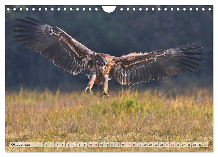 Produktbild: Majest&auml;tische Seeadler (Wandkalender 2026 DIN A4 quer), CALVENDO Monatskalender