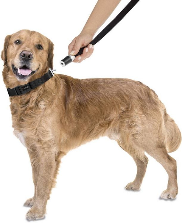Produktbild: GoLeyGo Hundeleine & Halsband L schwarz