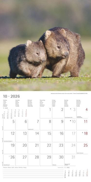 Produktbild: Tierbabys 2026 - Broschürenkalender 30x30 cm (30x60 geöffnet) - Kalender mit Platz für Notizen - Baby Animals - Bildkalender - Wandplaner - Alpha Edit