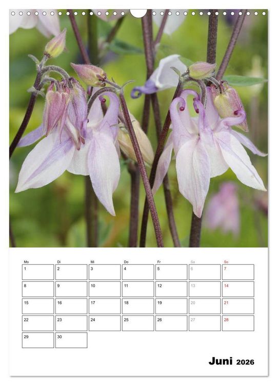 Produktbild: Zauberhafte Akeleien (Wandkalender 2026 DIN A3 hoch), CALVENDO Monatskalender