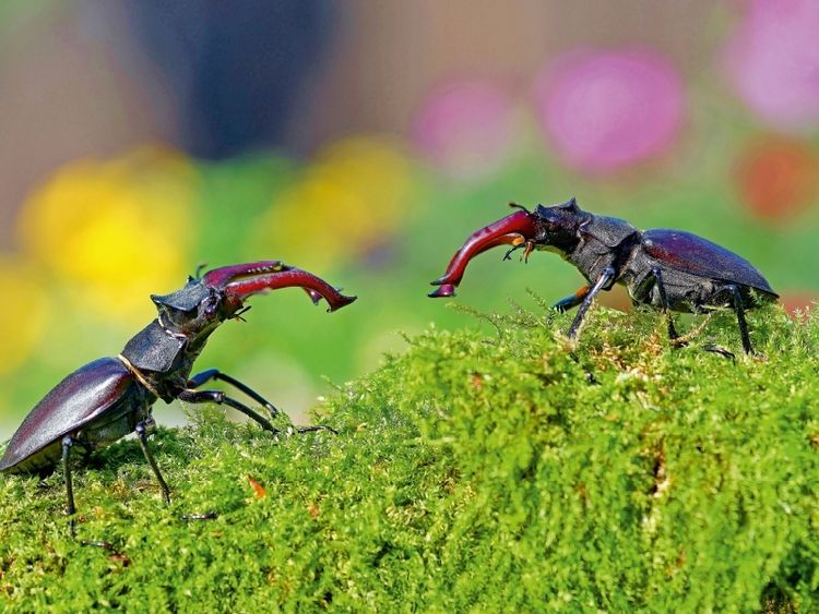 Produktbild: Zwei m&auml;nnliche Hirschk&auml;fer (Puzzle)