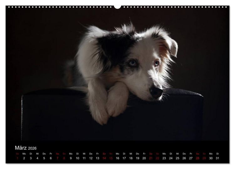 Produktbild: Charmante Australian Shepherds (Wandkalender 2026 DIN A2 quer), CALVENDO Monatskalender