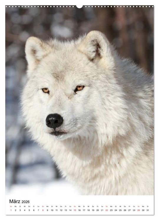Produktbild: Wolf-Gesichter (hochwertiger Premium Wandkalender 2026 DIN A2 hoch), Kunstdruck in Hochglanz