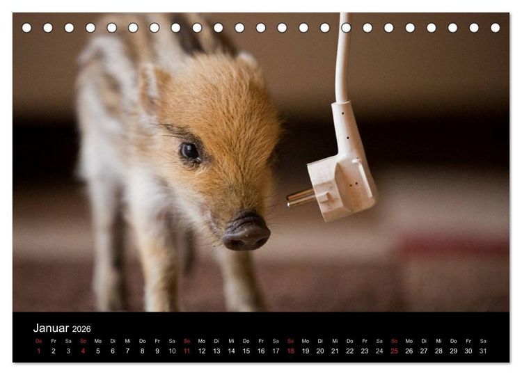 Produktbild: Kleine Schweinereien (Tischkalender 2026 DIN A5 quer), CALVENDO Monatskalender