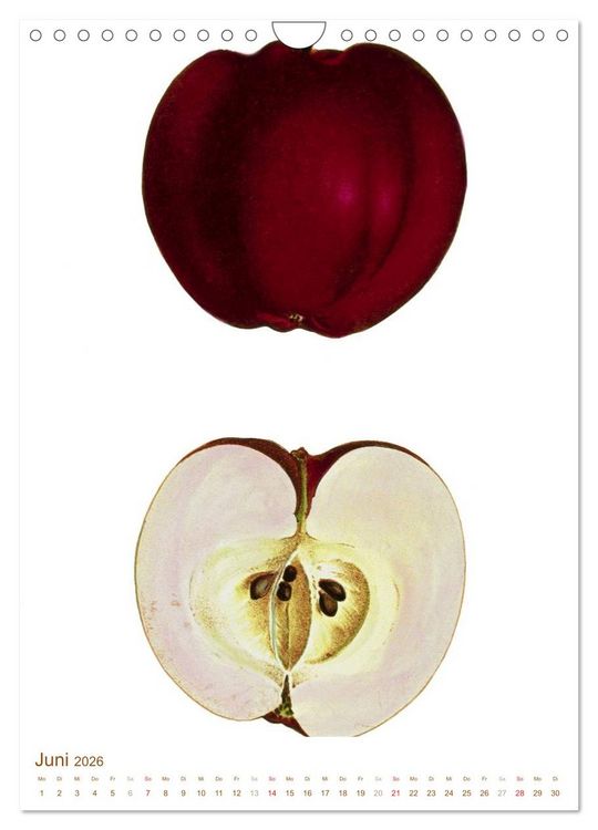 Produktbild: Obstb&auml;ume: Botanische Zeichnungen und historische Stiche (Wandkalender 2026 DIN A4 hoch), CALVENDO Monatskalender