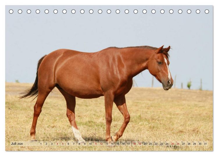 Produktbild: Quarter Horses - Die gr&ouml;&szlig;te Zuchtbuchrasse der Welt (Tischkalender 2026 DIN A5 quer), CALVENDO Monatskalender