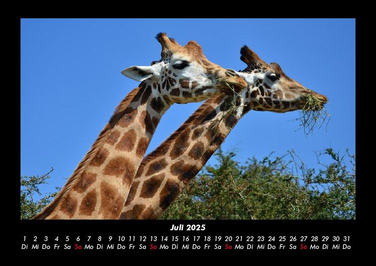 Produktbild: Giraffen 2025 Fotokalender DIN A3