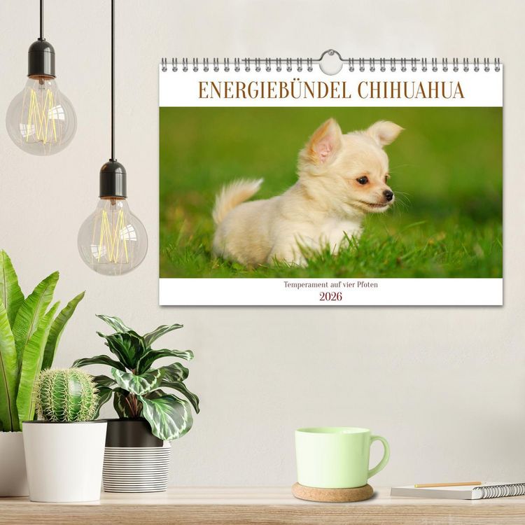 Produktbild: Enegieb&uuml;ndel Chihuahua - Temperament auf vier Pfoten (Wandkalender 2026 DIN A4 quer), CALVENDO Monatskalender