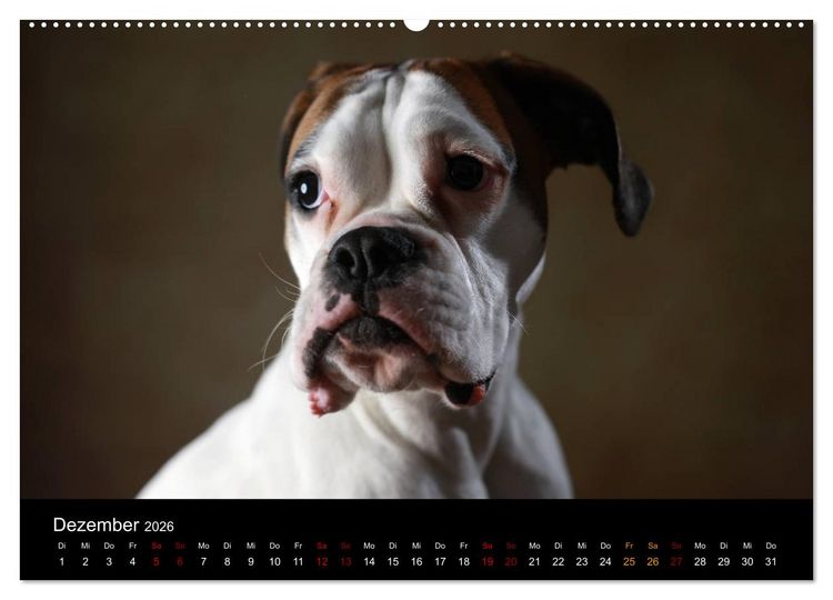 Produktbild: Liebenswerte Boxer (Wandkalender 2026 DIN A2 quer), CALVENDO Monatskalender