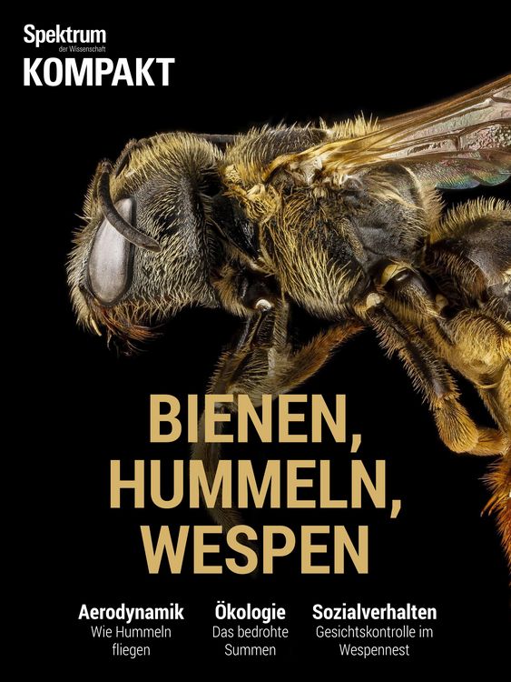 Produktbild: Spektrum Kompakt - Bienen, Hummeln, Wespen