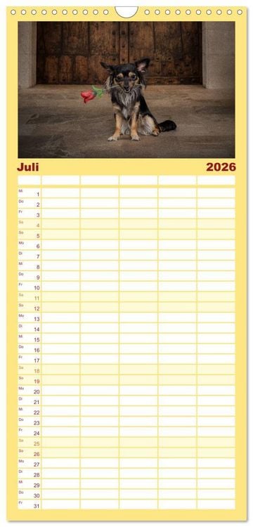 Produktbild: Familienplaner 2026 - Chihuahuas - Cool and Cute mit 5 Spalten (Wandkalender, 21 x 45 cm) CALVENDO