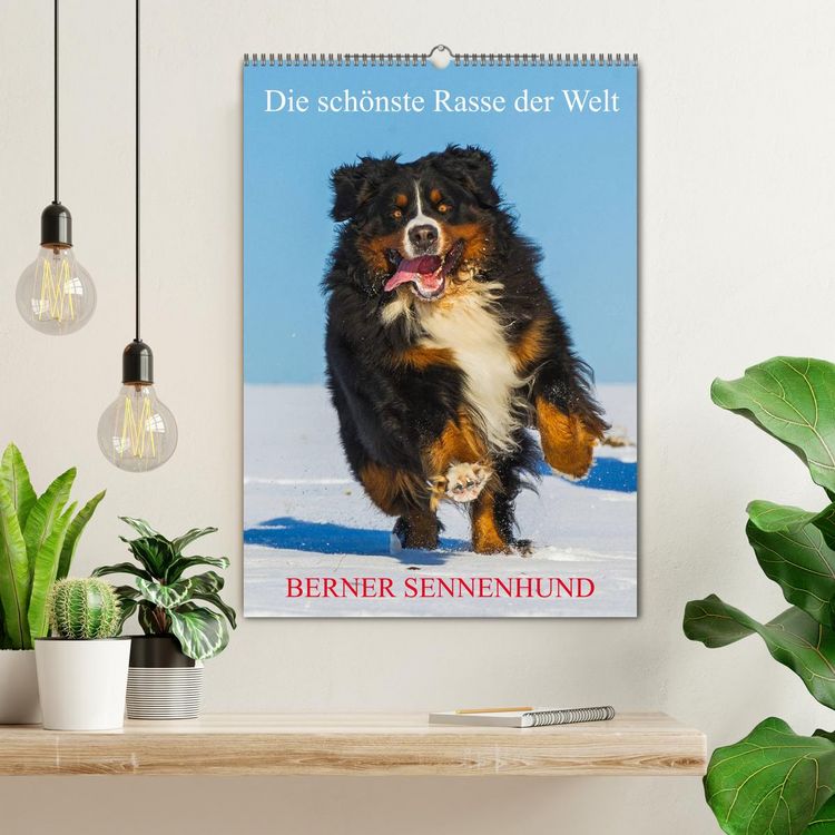 Produktbild: Die sch&ouml;nste Rasse der Welt - Berner Sennenhund (Wandkalender 2026 DIN A2 hoch), CALVENDO Monatskalender