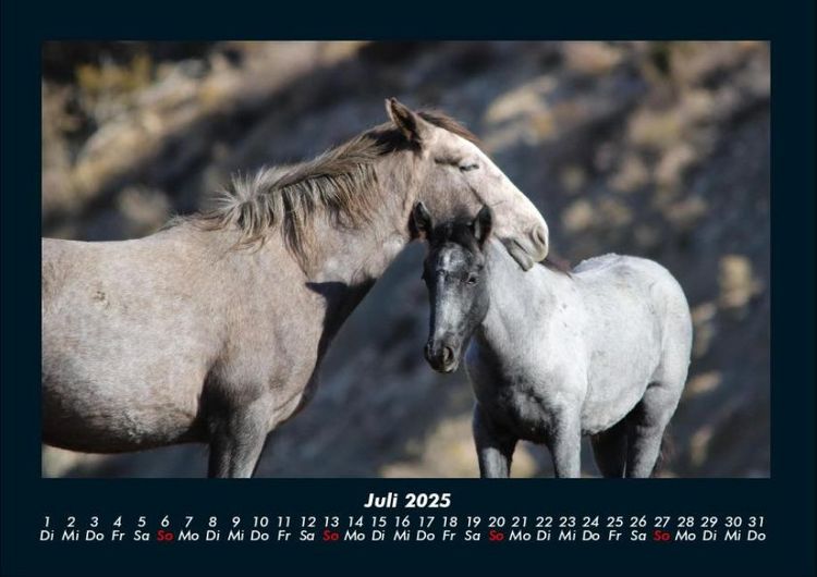 Produktbild: Pferde Kalender 2025 Fotokalender DIN A4