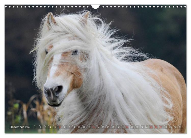 Produktbild: Haflinger Sch&ouml;nheiten (Wandkalender 2026 DIN A3 quer), CALVENDO Monatskalender