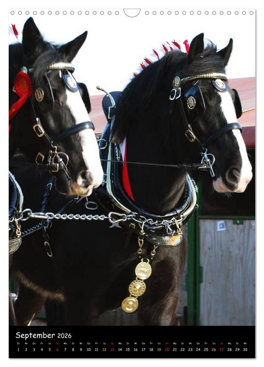 Produktbild: Shire Horse - Geschm&uuml;ckte Riesen (Wandkalender 2026 DIN A3 hoch), CALVENDO Monatskalender