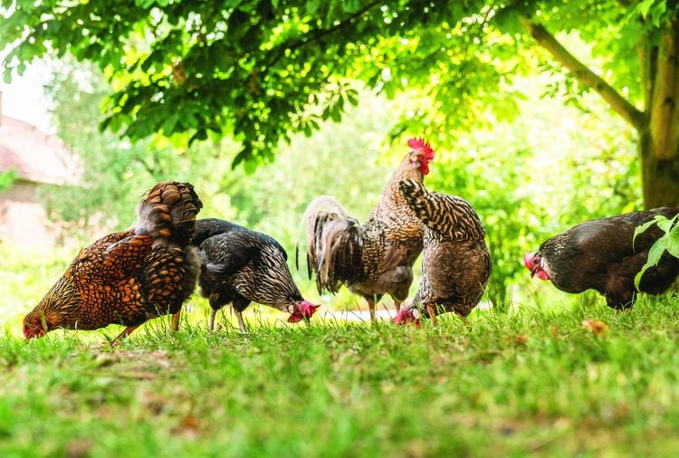 Produktbild: Das ganze Huhn