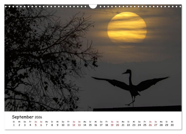 Produktbild: Die Graureiher vom Ahnepark (Wandkalender 2026 DIN A3 quer), CALVENDO Monatskalender
