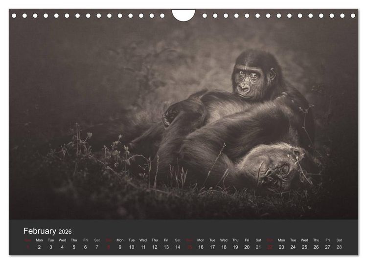 Produktbild: African Souls African animals with soul (Wall Calendar 2026 DIN A4 landscape), CALVENDO 12 Month Wall Calendar