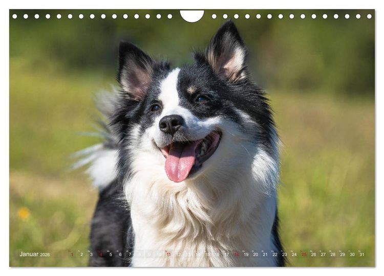Produktbild: Islandhunde im Portrait (Wandkalender 2026 DIN A4 quer), CALVENDO Monatskalender