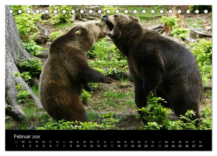 Produktbild: B&auml;ren im Nationalpark Bayerischer Wald (Tischkalender 2026 DIN A5 quer), CALVENDO Monatskalender