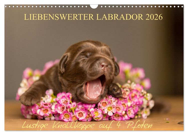 Produktbild: Liebenswerter Labrador 2026 (Wandkalender 2026 DIN A3 quer), CALVENDO Monatskalender