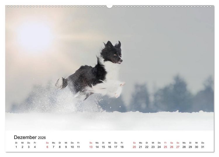 Produktbild: Border Collie - Bunt und clever! (hochwertiger Premium Wandkalender 2026 DIN A2 quer), Kunstdruck in Hochglanz