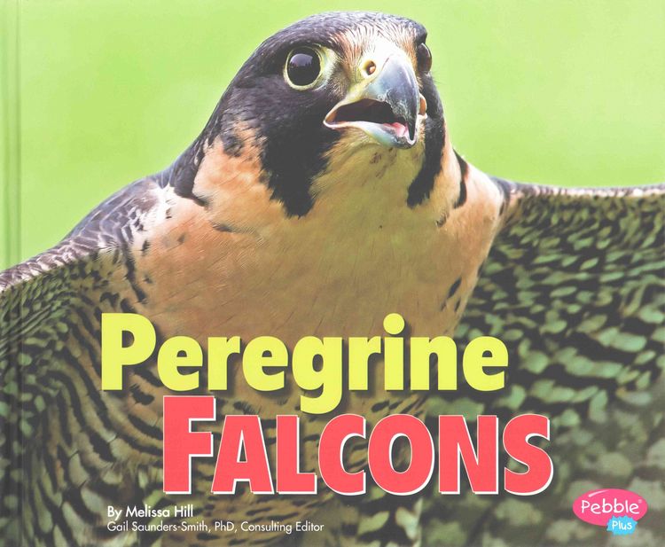 Produktbild: Peregrine Falcons