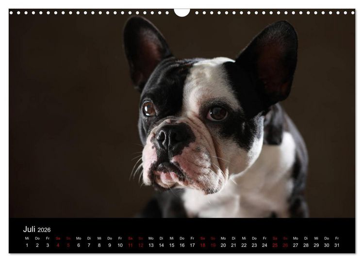 Produktbild: Charme auf vier Pfoten - Franz&ouml;sische Bulldoggen Portraits (Wandkalender 2026 DIN A3 quer), CALVENDO Monatskalender