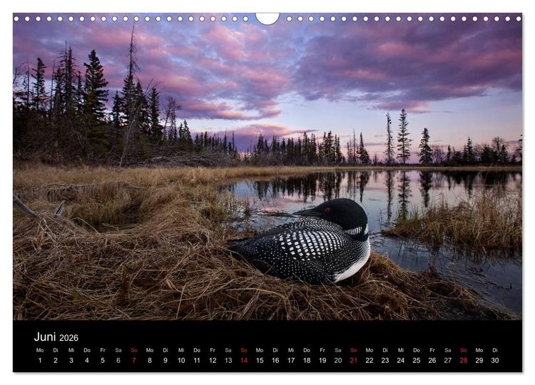 Produktbild: V&ouml;gel & Landschaften (Wandkalender 2026 DIN A3 quer), CALVENDO Monatskalender