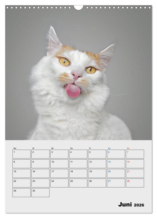 Produktbild: Crazy Catz. (Wandkalender 2026 DIN A3 hoch), CALVENDO Monatskalender