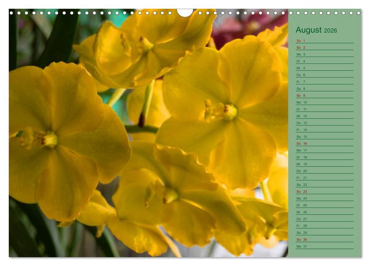 Produktbild: Farbzauber Natur Orchideen - CH Version (Wandkalender 2026 DIN A3 quer), CALVENDO Monatskalender