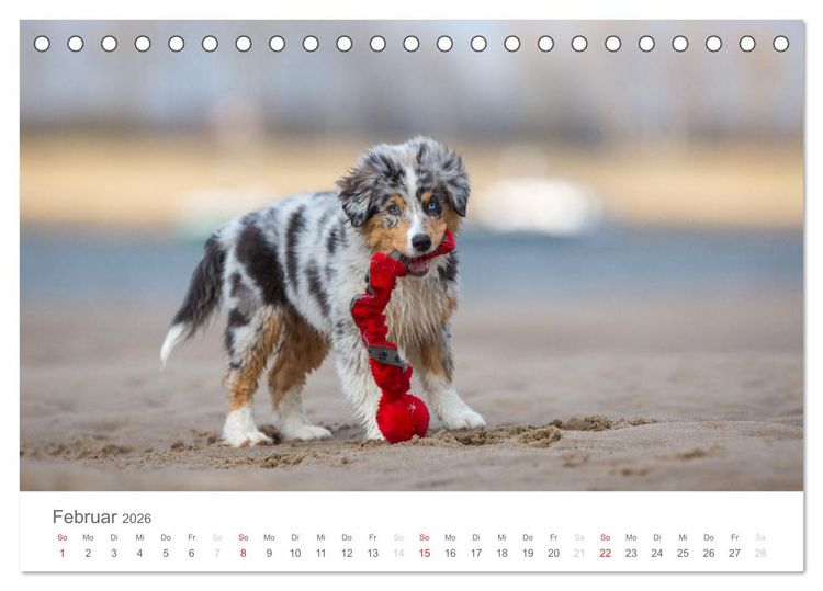Produktbild: Australian Shepherd 2026 (Tischkalender 2026 DIN A5 quer), CALVENDO Monatskalender