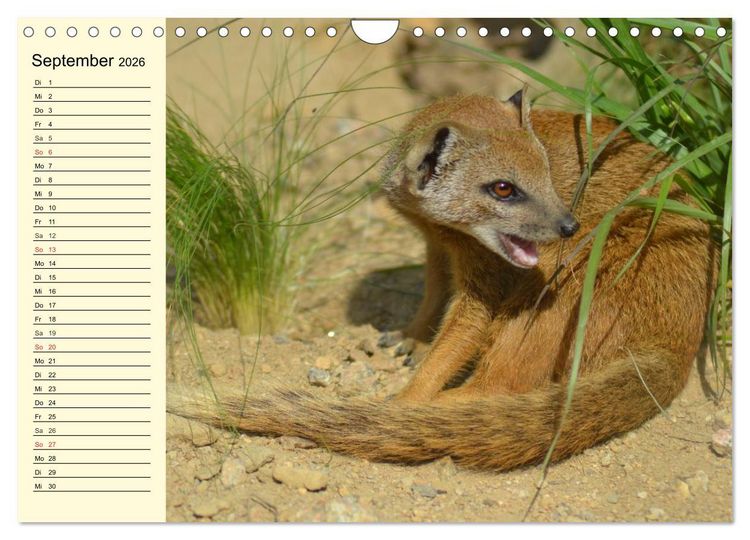 Produktbild: Afrika. Tiere in freier Wildbahn (Wandkalender 2026 DIN A4 quer), CALVENDO Monatskalender