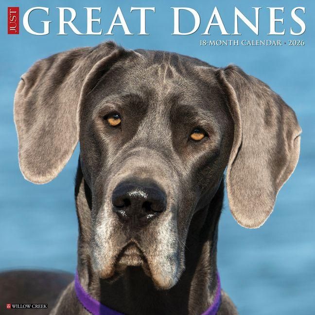 Produktbild: Great Danes 2026 Wall Calendar